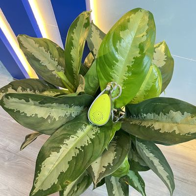 VDETTE NC01 Φορητός καθαριστής αέρα για την αποστείρωση ιατρικών συσκευών με τεχνολογία ψυχρού πλάσματος
